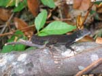 image013