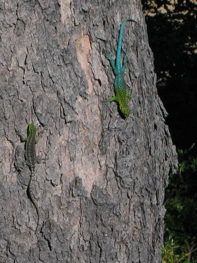 ArBoPei2006