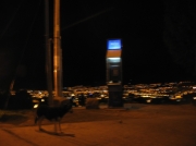 ArBoPeČi2006